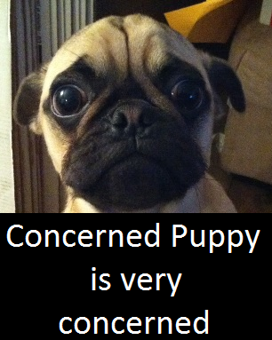 concerned-puppy-is-very-concerned.png